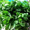 Fresh Fenugreek Leaves lemikhiqizo UAE / UK / USA / Canada / Australia