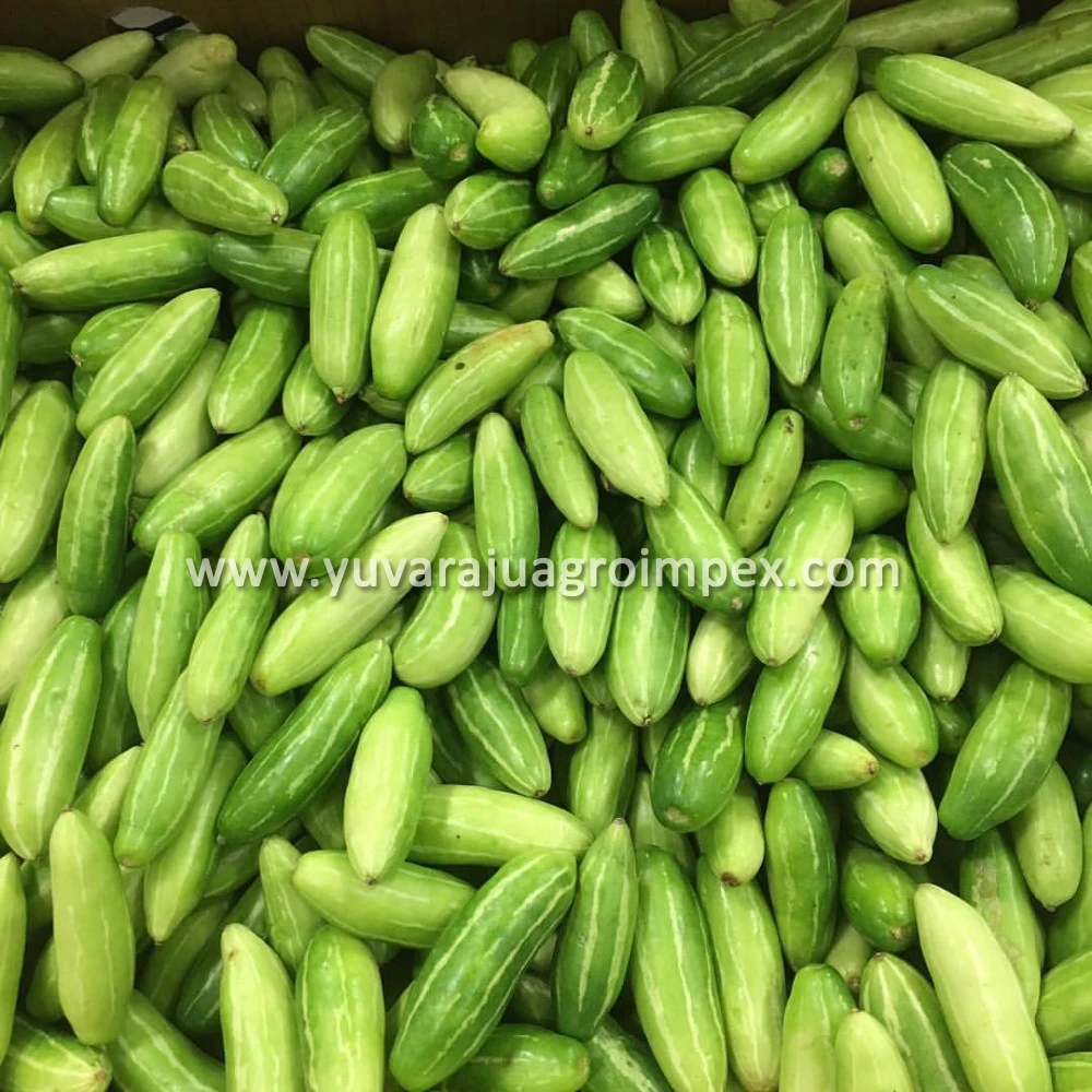 Fresh Natural Vegetables Kovakkai/ivy Gourd Buy Kovakkai/kowai/ivy