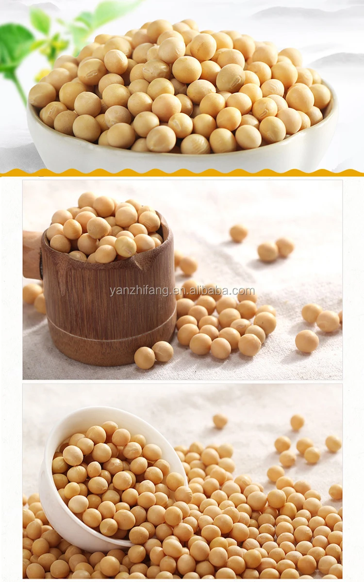 Soy-Bean--4.jpg