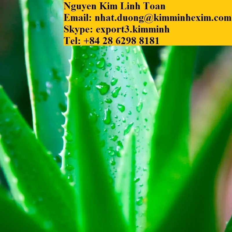 ALOE VERA LEAVES .jpg