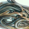 fresh live eels for buyers