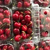 Fresh Chery Fruit / Red Sweet Cherry