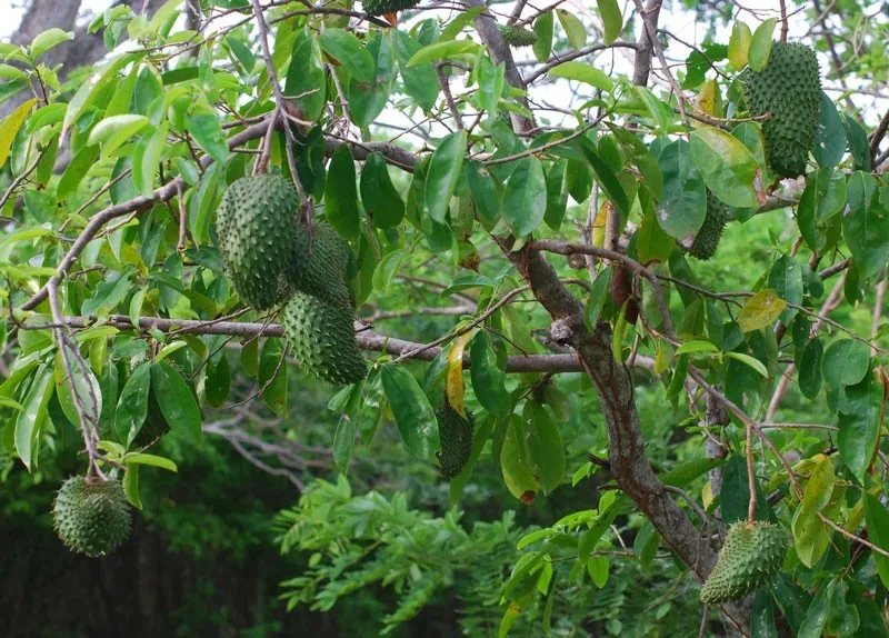 High Quality Soursop Fruit In Bulk Whatsapp +84938880463 Buy Soursop Fruit,100 Fresh High Quality Soursop Fruit In Bulk Whatsapp +84938880463 Buy Soursop Fruit,100 Fresh