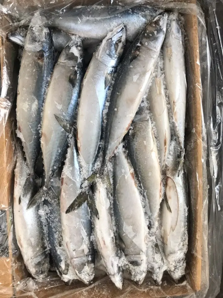 
FROZEN PACIFIC MACKEREL W/R 