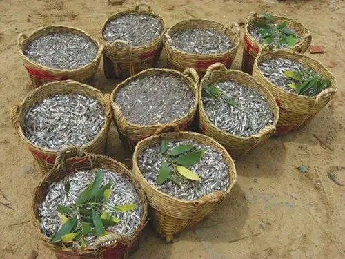 collect-anchovy.jpg