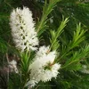 Tea Tree Oil (1st) (buy in Bulk Quantity)