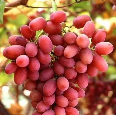 
Hot Selling Top Quality Crimson Seedless Grapes For Wholesale 