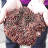 Dried Vermicompost High Quality - can export to USA, EU