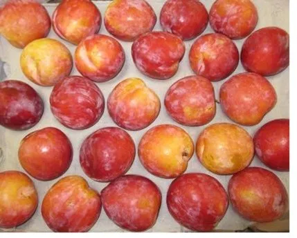 
Hot Selling High Quality Sweet Laetitia Black Red Plums For Wholesale 