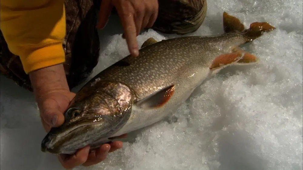 frozen trout fish.