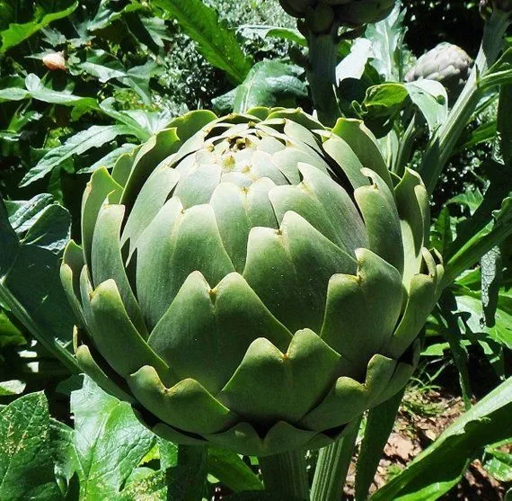 Frozen Artichoke Artichoke Powder Whatsapp+84845639639 Buy