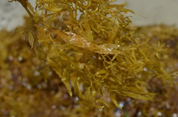 Dried Sargassum Polycystum/ Sargassum Seaweed/ Sargassum Spinuligerum