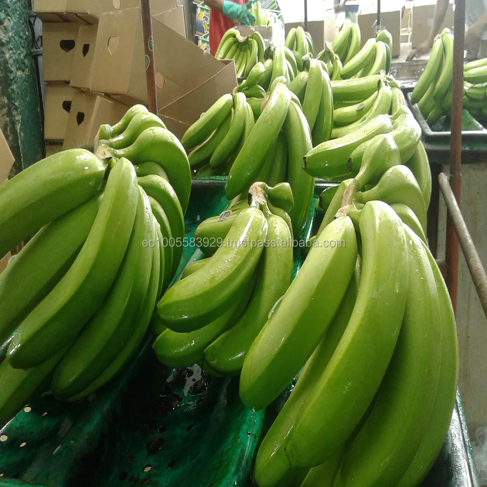 
Fresh Cavendish Bananas Of Ecuador 