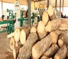 Best Rubber wood logs imported from Africa