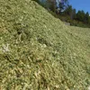 Corn Silage