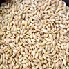 Canadian Top Quality Barley Malt/ Pearl Barley / Hulled Barley HACCP Certified and Approved