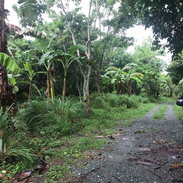 
Own or Lease Cool Climate Land in Cavite Philippines near Tagaytay 