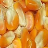 Top Quality Cattle feeds Dried Yellow Corn For Sale