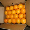 HEAD CITRUS FRUITS... EGYPTIAN NAVEL ORANGE