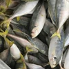 A NEW LANDING YELLOW TAIL SCAD