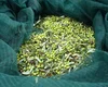 Harvesting Net / Olive Net/ Harvesting Of Fruit Net, HDPE Harvesting Fruits Net