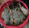 Live Lobsters/Live Spiny Lobsters/Live Seafood!!ready for sale