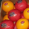 Fresh Valancia orange with best quality , Class A for Export