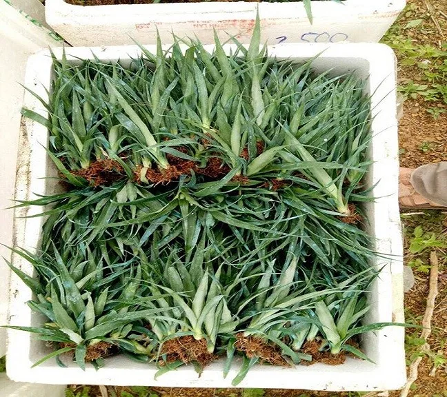 Md2 Golden Pineapple Tissue Culture Seedlings Ms Mai +84 979051378 ...