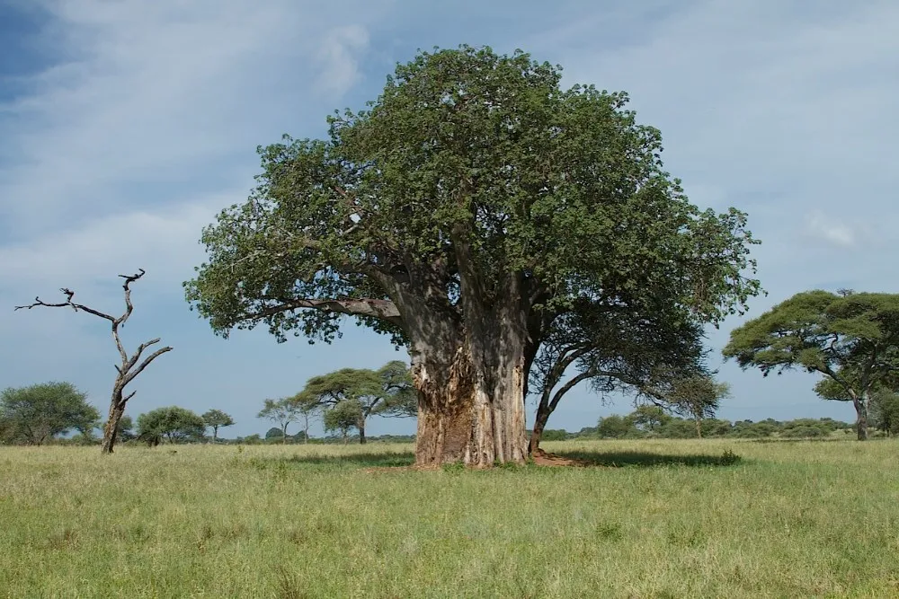 african baobab tree  baobab tree