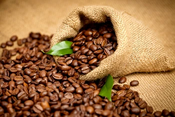 Manufacturing Supplying And Exporting Quality Coffee Bean Manufacturing Supplying And Exporting Quality Coffee Bean