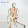 Medical life size real human skeleton for sale