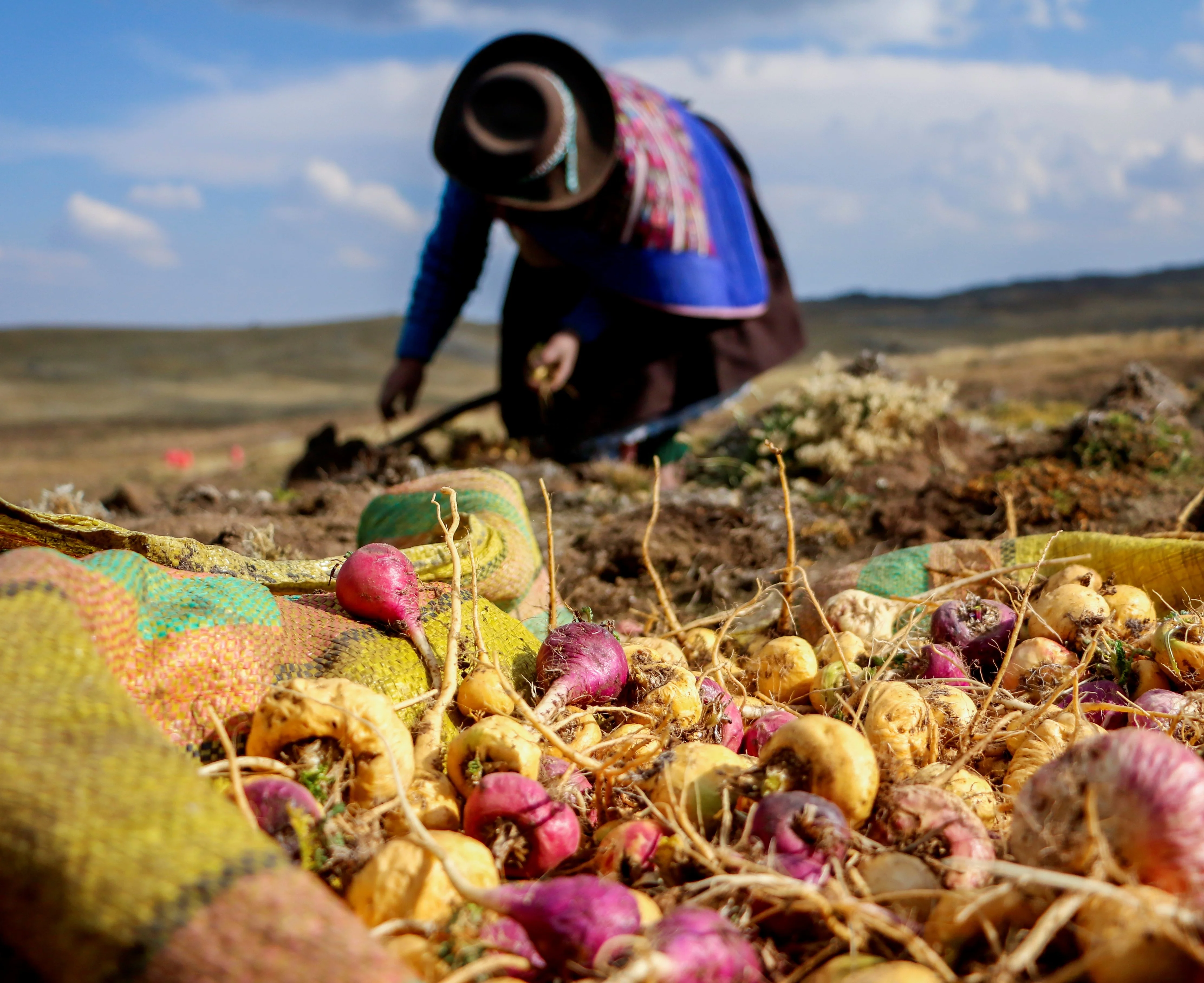 Корень маки. Peruvian maca. Мака Перуанская растение. Перуанская мака сбор урожая. Мак овощ.