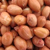 Groundnut Kernels Bold Peanuts Direct from Farm of USA