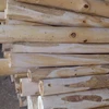 BEST PRICE ACACIA WOOD LOGS FROM TAN HA COMPANY