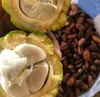 Best Certified Indonesian Organic Cocoa Beans and Cocoa Nibs