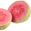 Fresh Guava from Thailand | Buy Green Sweet Thailand Guava at cheap prices