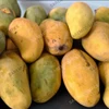Common Cultivation Type and Fresh Style Sindhri Mango