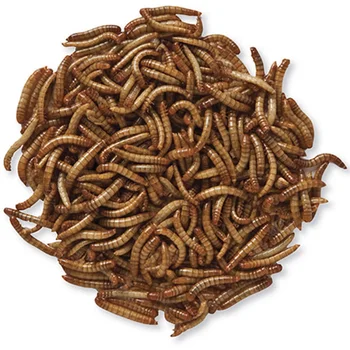hot selling dried mealworm/freeze dried mealworm /live mealworm