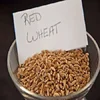 mport&transit hard winter wheat from American