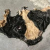 European Grade Cow Head Hides / Cattle Head Skins