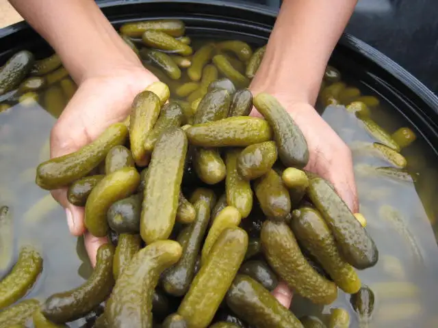 
Pickled cucumbers, gherkins, cornichons 