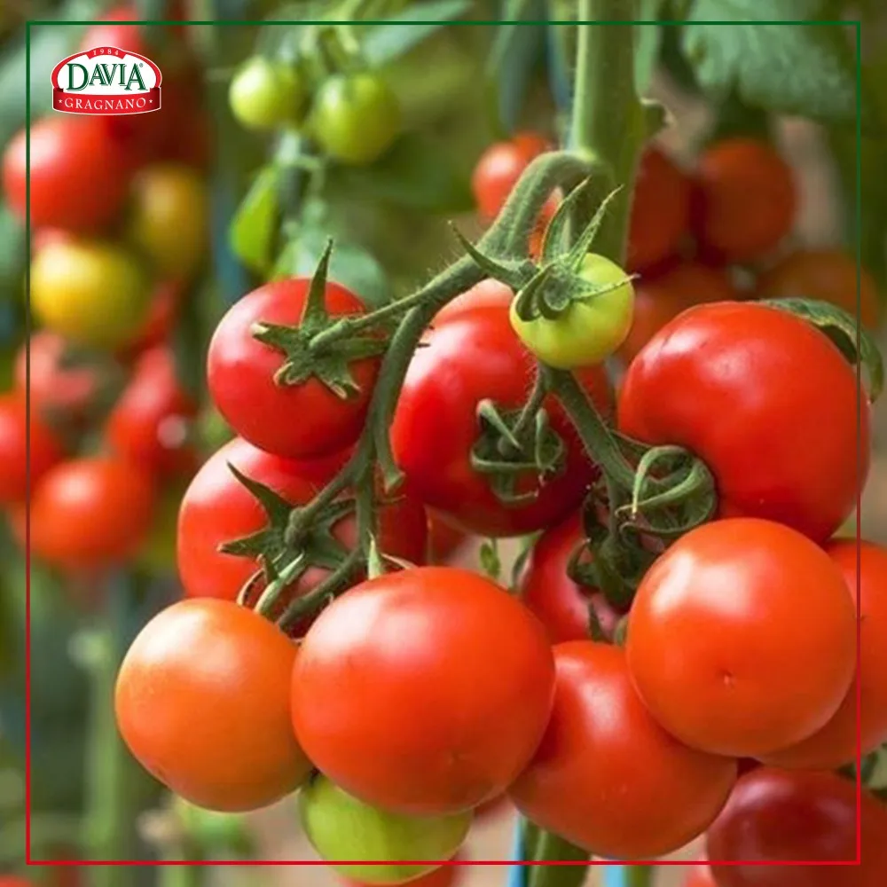 Italian Cherry Tomato In Cans 6 X 2,5 Kg Buy Cherry Tomato,Italian