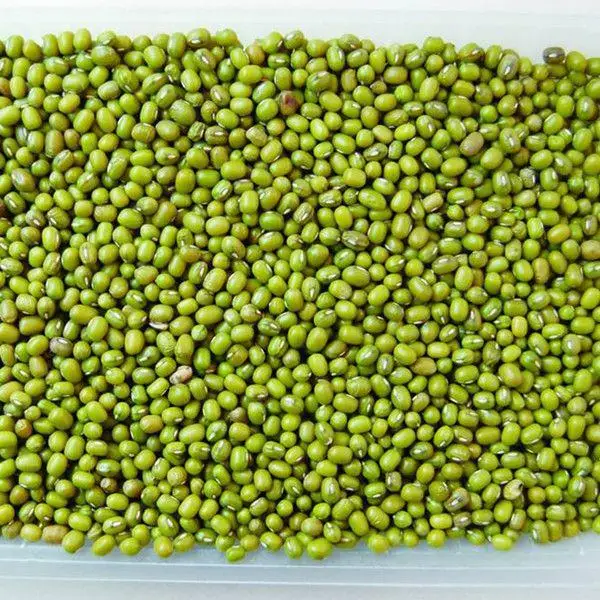 
exporting high quality Uzbekistan organic green mung beans 