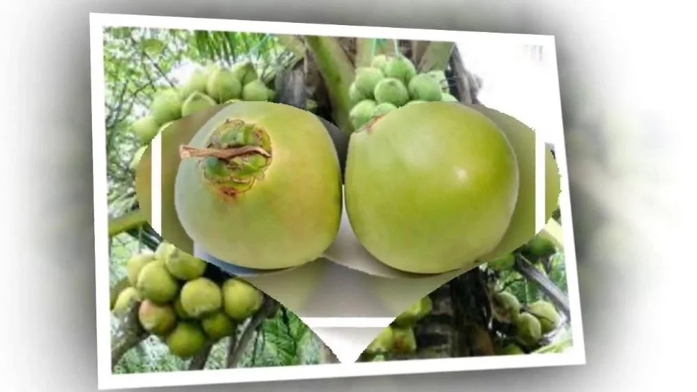 coconut jelly with best price raw nata de coco