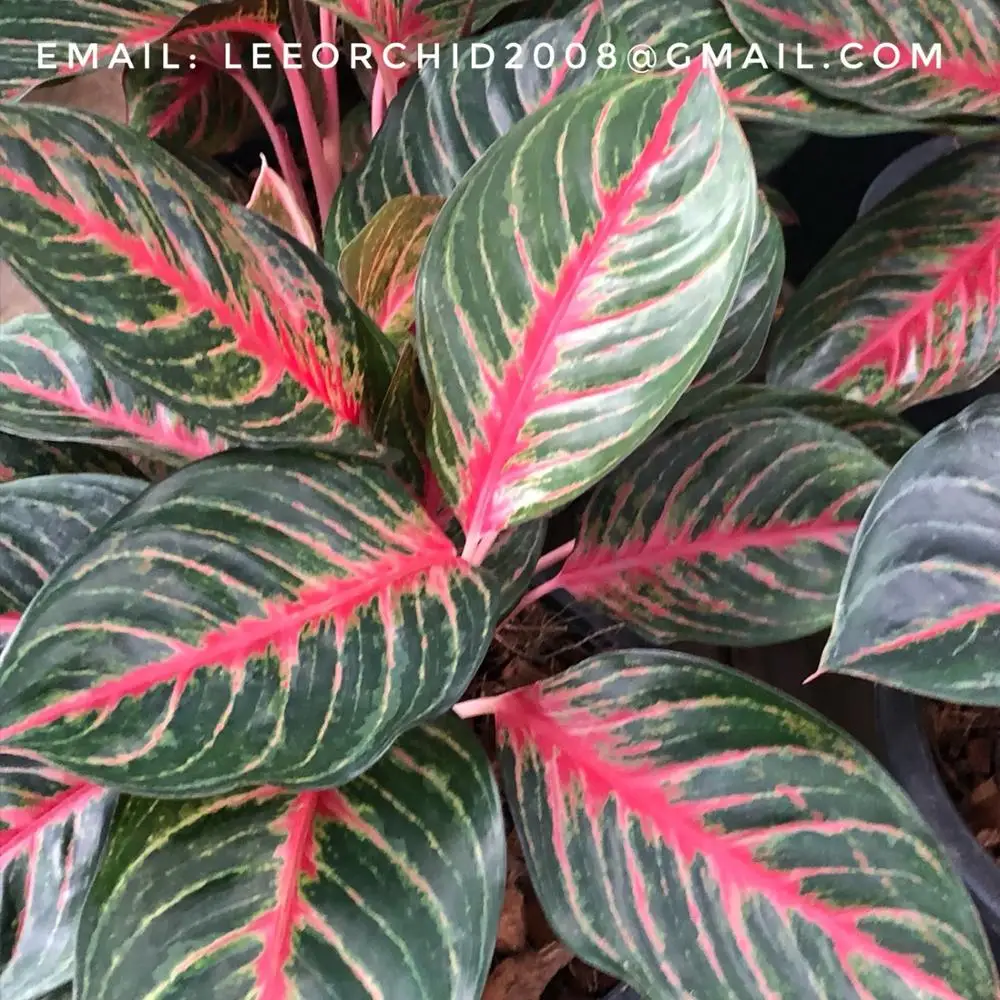 
Wholesale Aglaonema Pot Plants in Thailand @ Best Price Try us!! 