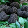 /product-detail/truffles-mushroom-price-fresh-black-truffle-for-sale-50042394346.html