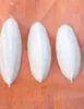 Raw material for medicine/Cuttlebone/ Cuttlefish bone in Vietnam(PHOEBE)