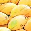 Tropical & Sub-Tropical Fruit Product Type and Common Cultivation Type Pakistani Mango