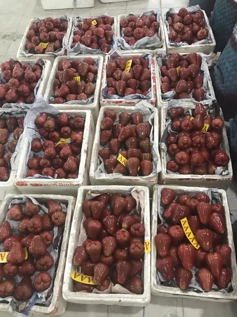 Fresh Rose Apple Vietnamese Special Fresh Bell Fruit Buy Apple Fruit Fresh Apple Rose Apple Product On Alibaba Com