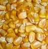 DRIED YELLOW CORN/ YELLOW MAIZE